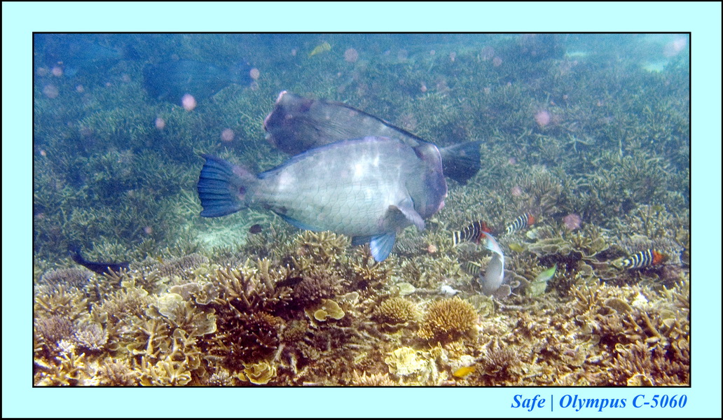 2008 - 07 - Perhentian - 069